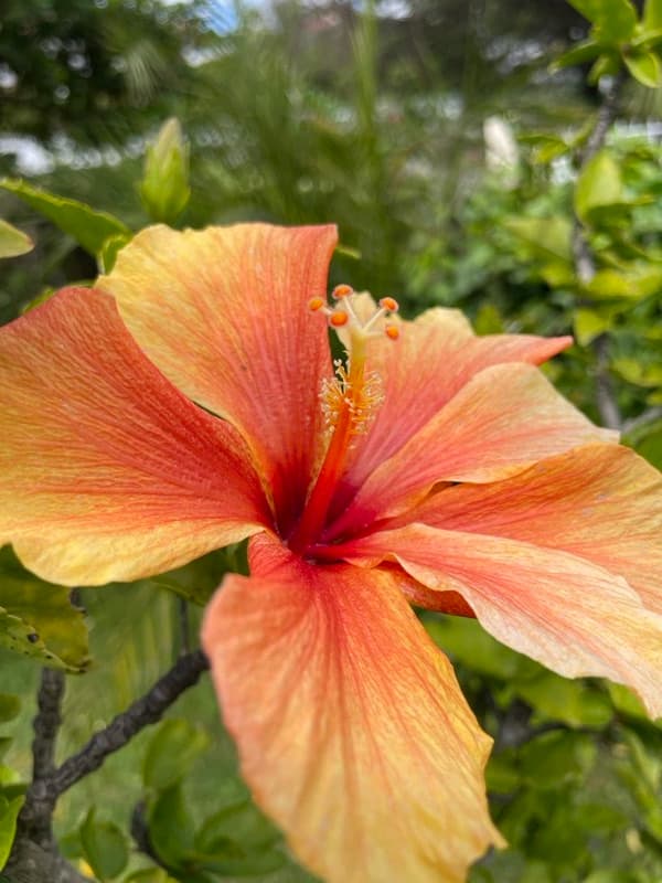 Flor de hibisco em jardim tratado