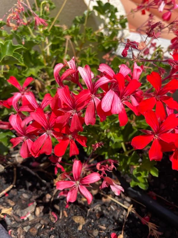 Sardinheiras e flores em jardim