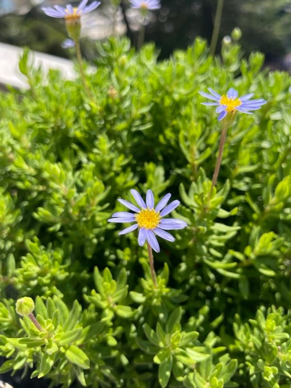 Flores azuis em arbusto podado