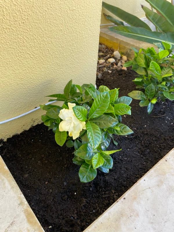 Gardénia plantada em canteiro